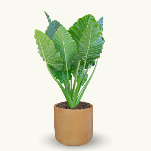 ALOCASIA ODORA - Imagen 5