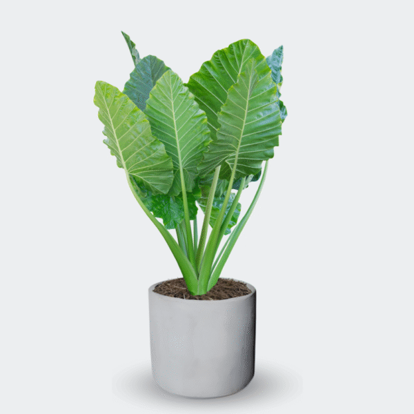 ALOCASIA ODORA - Imagen 6