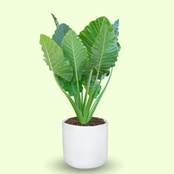 ALOCASIA ODORA - Imagen 7