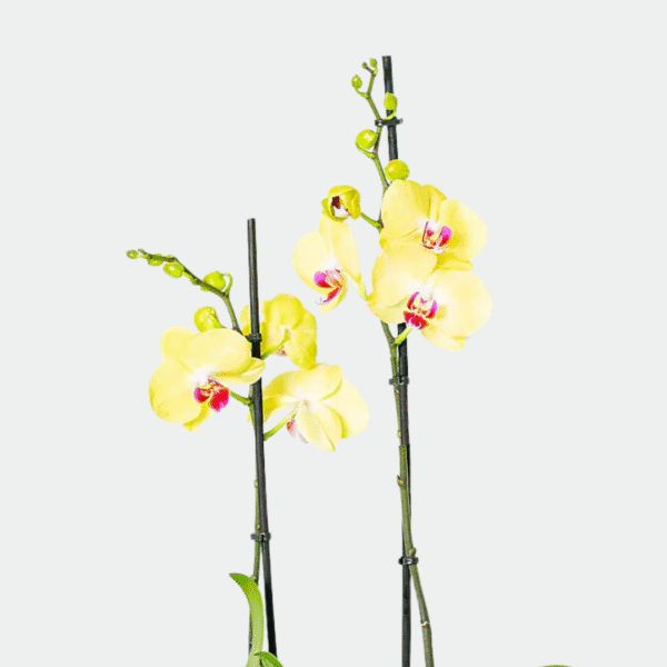 ORQUIDEA PHALAENOPSIS AMARILLA - Imagen 2
