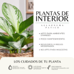 AGLAONEMA PATICO - Imagen 3