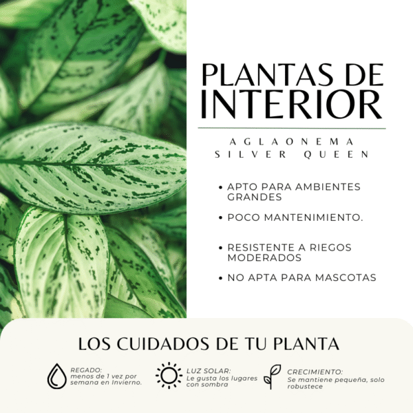 AGLAONEMA SILVER QUEEN - Imagen 3
