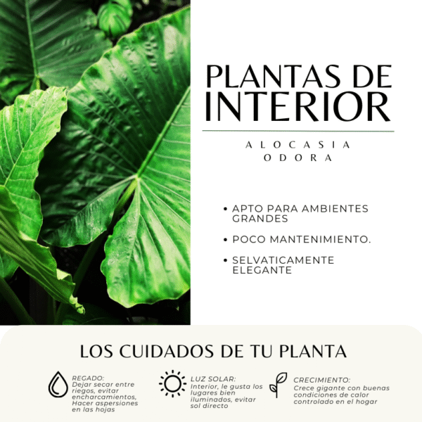 ALOCASIA ODORA - Imagen 3