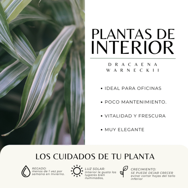 DRACAENA WARNECKII - Imagen 3