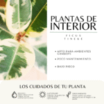 FICUS TINEKE - Imagen 3