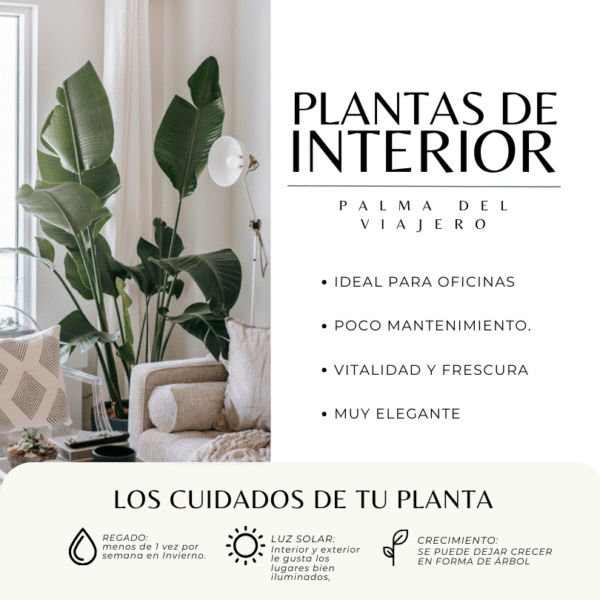 PALMA DEL VIAJERO - Imagen 4
