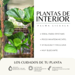 PALMA LICUALA - Imagen 3