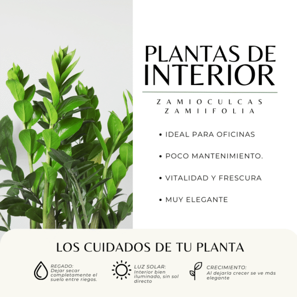 PALMA ZZ - Imagen 3