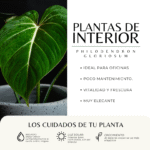 PHILODENDRON GLORIOSUM - Imagen 3