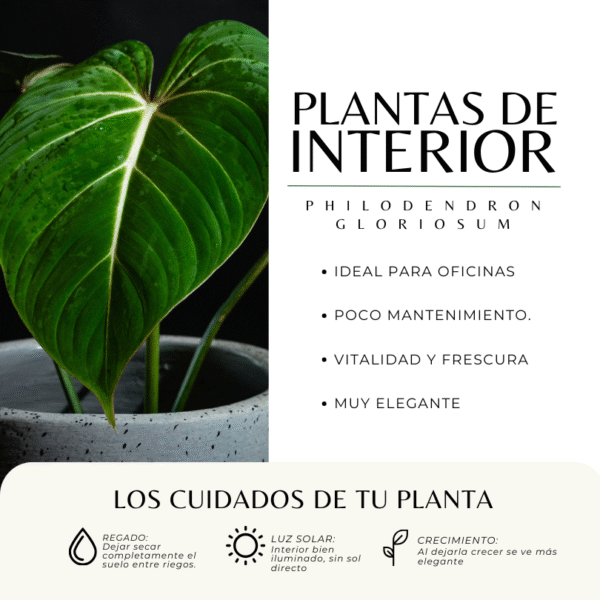 PHILODENDRON GLORIOSUM - Imagen 3