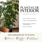 SCHEFFLERA - Imagen 3