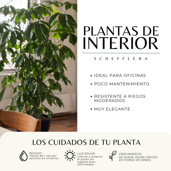 SCHEFFLERA - Imagen 3