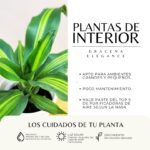 TRONCO DEL BRASIL - Imagen 3