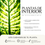 DIEFFENBACHIA - Imagen 3