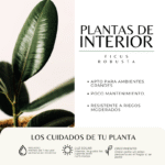 FICUS ROBUSTA - Imagen 3