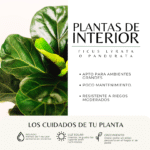 FICUS PANDURATA - LYRATA - Imagen 3