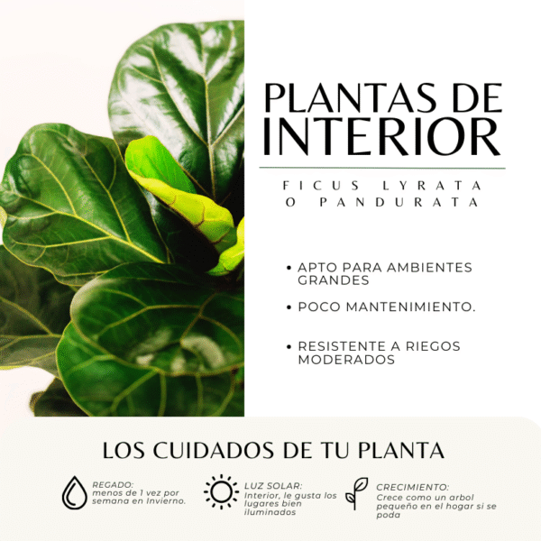 FICUS PANDURATA - LYRATA - Imagen 3