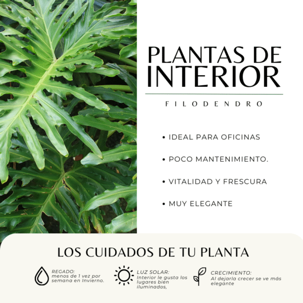 FILODENDRO SELLUM - Imagen 4