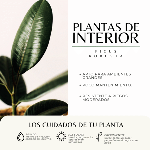 FICUS ROBUSTA - Imagen 3