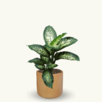 DIEFFENBACHIA - Imagen 6