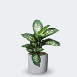 DIEFFENBACHIA - Imagen 7
