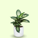 DIEFFENBACHIA - Imagen 8