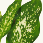 DIEFFENBACHIA - Imagen 4