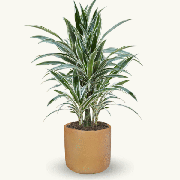 DRACAENA WARNECKII - Imagen 5