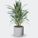 DRACAENA WARNECKII - Imagen 6
