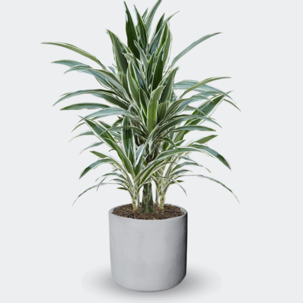 DRACAENA WARNECKII - Imagen 6