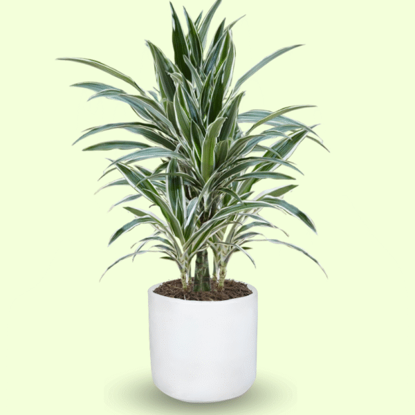 DRACAENA WARNECKII - Imagen 7