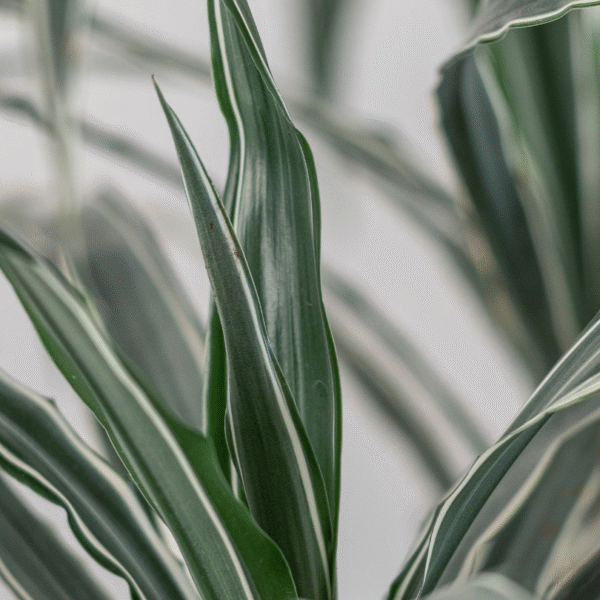 DRACAENA WARNECKII - Imagen 2