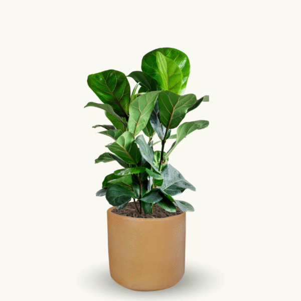FICUS PANDURATA - LYRATA - Imagen 7