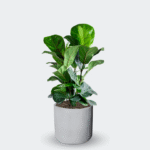 FICUS PANDURATA - LYRATA - Imagen 9