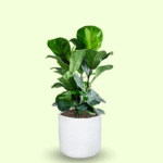 FICUS PANDURATA - LYRATA - Imagen 8