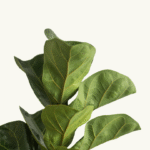 FICUS PANDURATA - LYRATA - Imagen 4