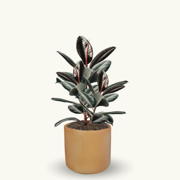 FICUS ROBUSTA - Imagen 6