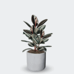 FICUS ROBUSTA - Imagen 7
