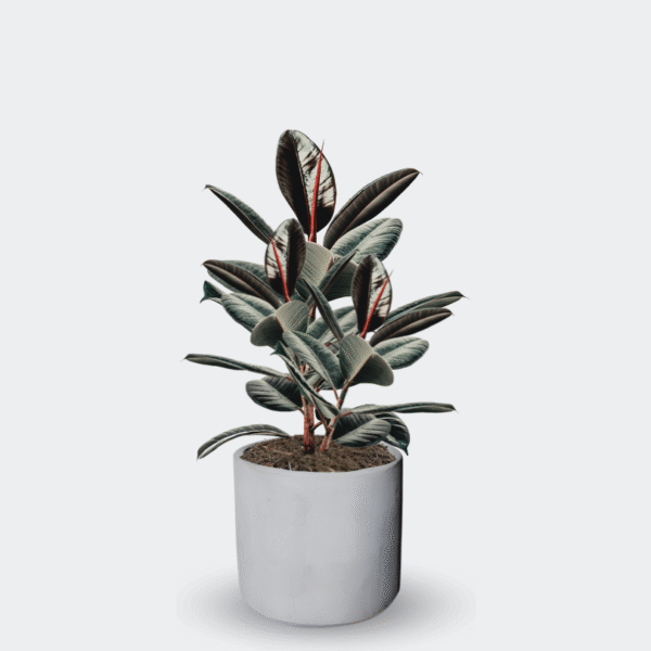 FICUS ROBUSTA - Imagen 7