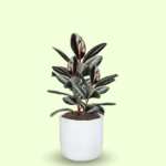 FICUS ROBUSTA - Imagen 8