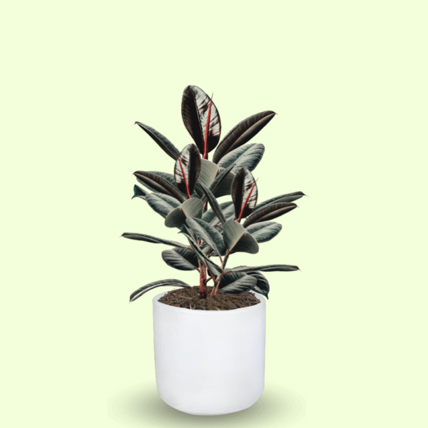 FICUS ROBUSTA - Imagen 8