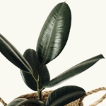FICUS ROBUSTA - Imagen 4