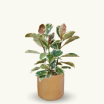FICUS TINEKE - Imagen 4