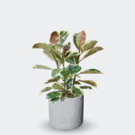 FICUS TINEKE - Imagen 5