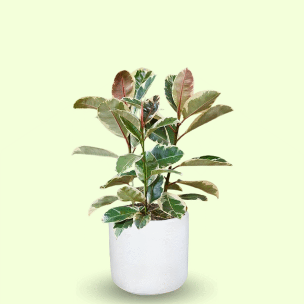 FICUS TINEKE - Imagen 6