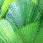 PALMA LICUALA - Imagen 2