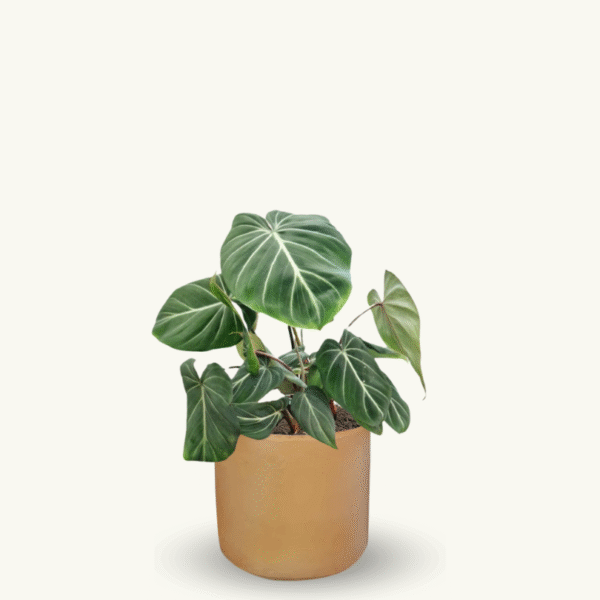 PHILODENDRON GLORIOSUM - Imagen 6