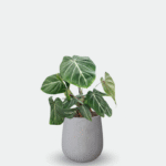 PHILODENDRON GLORIOSUM - Imagen 5