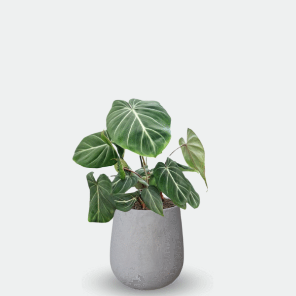 PHILODENDRON GLORIOSUM - Imagen 5