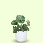 PHILODENDRON GLORIOSUM - Imagen 4
